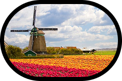Dutch windmill and tulip field